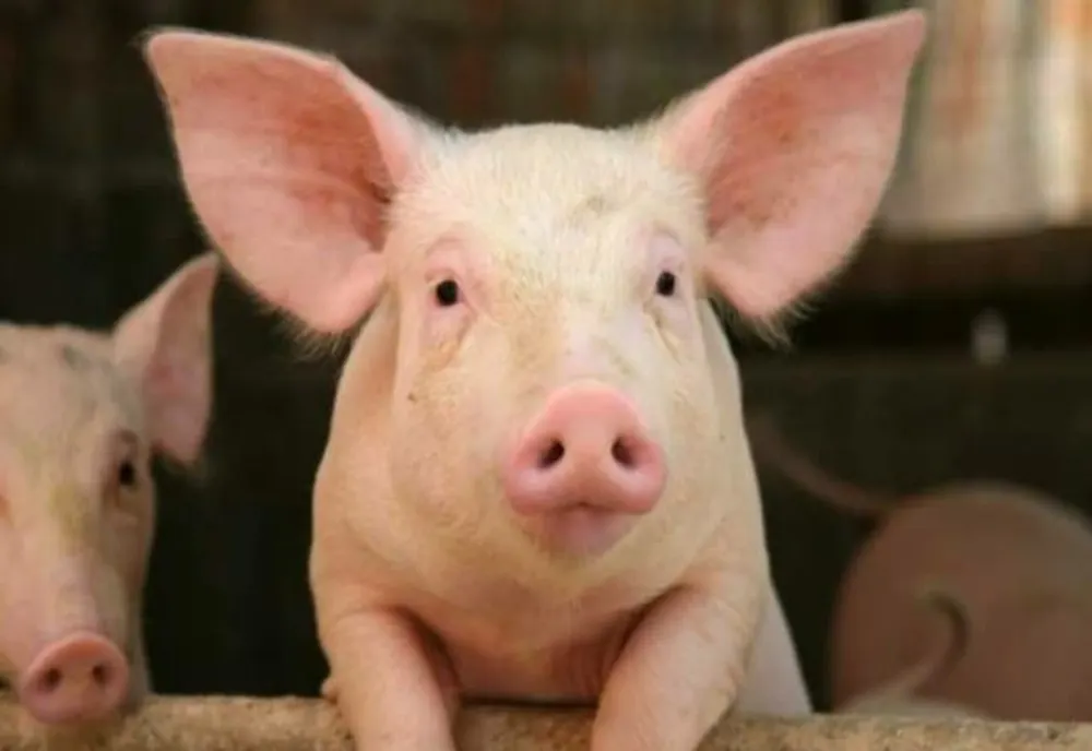 Alertă: 184 de focare de pestă porcină africană sunt active în ţară