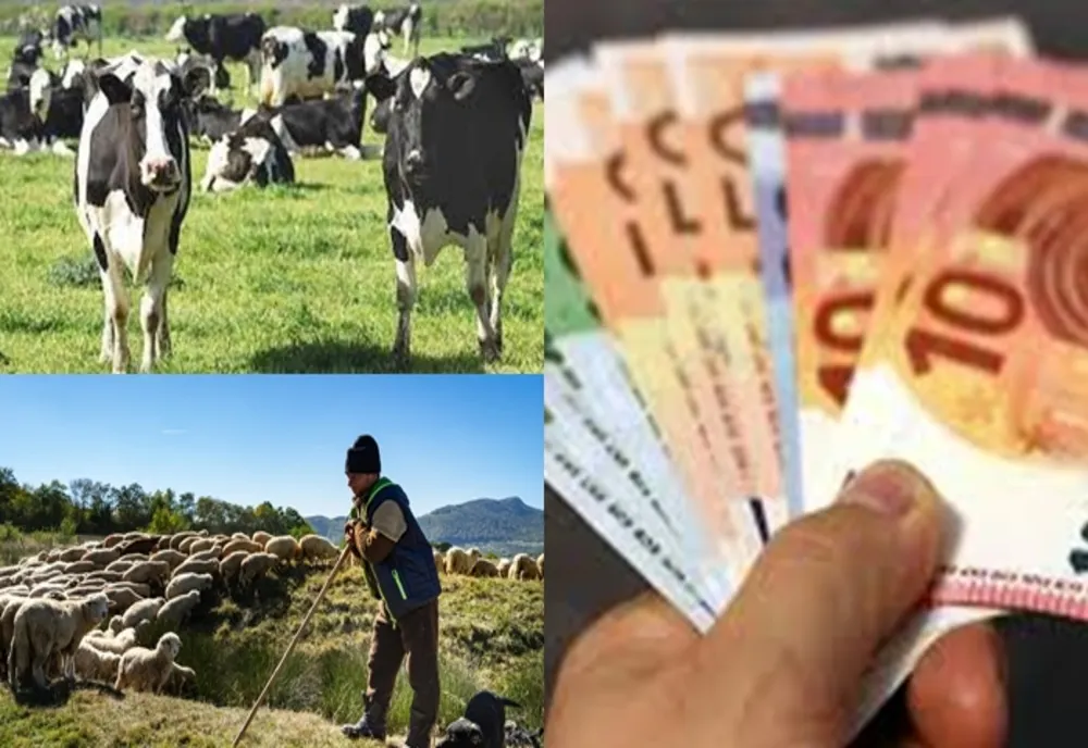 APIA A AUTORIZAT LA PLATĂ DE LA ÎNCEPUTUL LUI DECEMBRIE PESTE 637,9 MILIOANE EURO, PENTRU 677.761 FERMIERI
