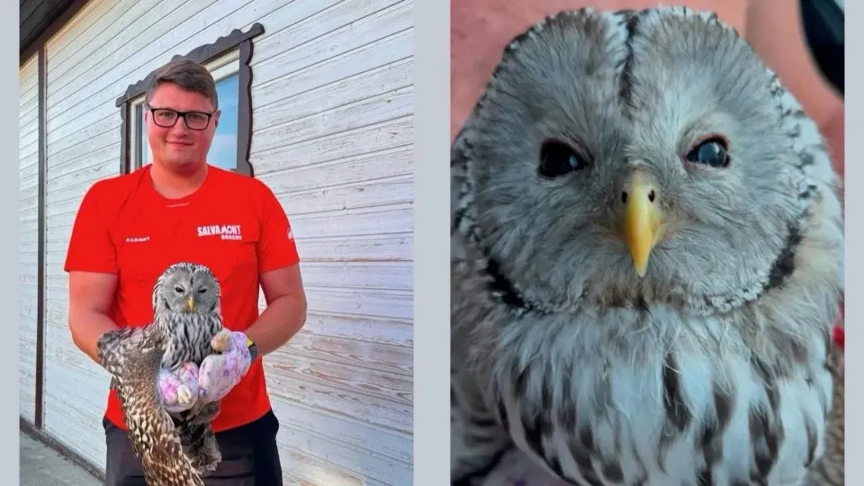 Pui de huhurez cu aripa fracturată, găsit de salvamontiștii brașoveni