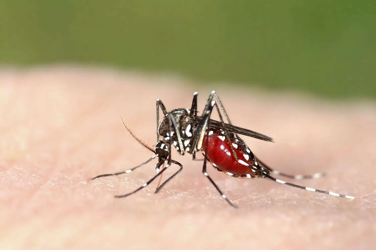 Simptomele infecției cu virusul West Nile care nu trebuie ignorate