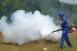 Campanie de dezinsecție la Timișoara