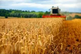 Valul de căldură reduce recoltele în Europa și amenință prețurile alimentelor