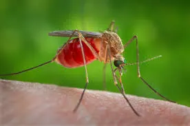 Cazuri de infectare West Nile