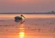 Documentarul ”Dunărea sălbatică”, o călătorie magică prin Delta Dunării cu Charlie Ottley