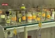 Reportaj exclusiv în laboratorul secret al Poliției Române. Dezvăluiri bombă despre drogurile consumate de tineri