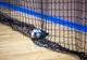 HANDBAL: Dinamo, victorie cu CSM Constanța, în European League