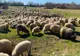 AUTORITATEA NAȚIONALĂ SANITARĂ VETERINARĂ INTERZICE SOLUȚIILE DE DEPARAZITARE DIN FARMACII