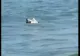 Bucată de dronă găsită în mare, la Mamaia, chiar lângă un club de fițe. SRI a trimis de urgență un echipaj
